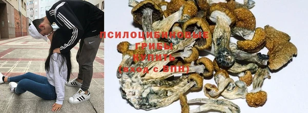 индика Аркадак